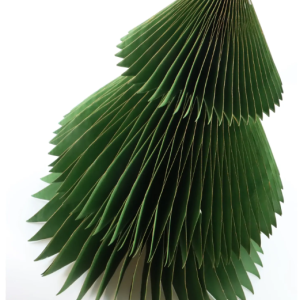 albero